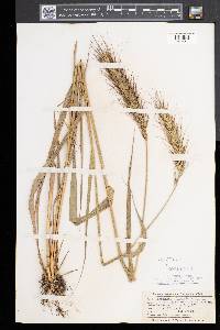 Elymus canadensis var. canadensis image