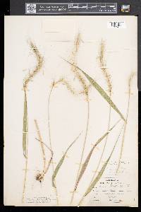 Elymus riparius image