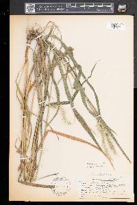 Elymus riparius image