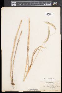 Elymus riparius image