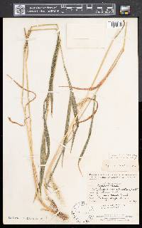 Elymus villosus var. villosus image