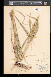 Elymus virginicus var. virginicus image