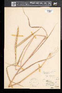 Elymus virginicus var. intermedius image