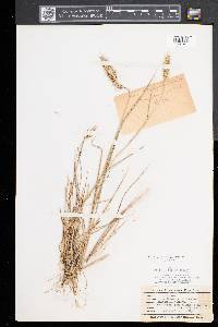 Elymus virginicus var. halophilus image