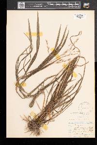 Bromus latiglumis image