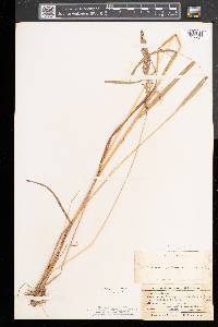 Calamagrostis canadensis var. canadensis image