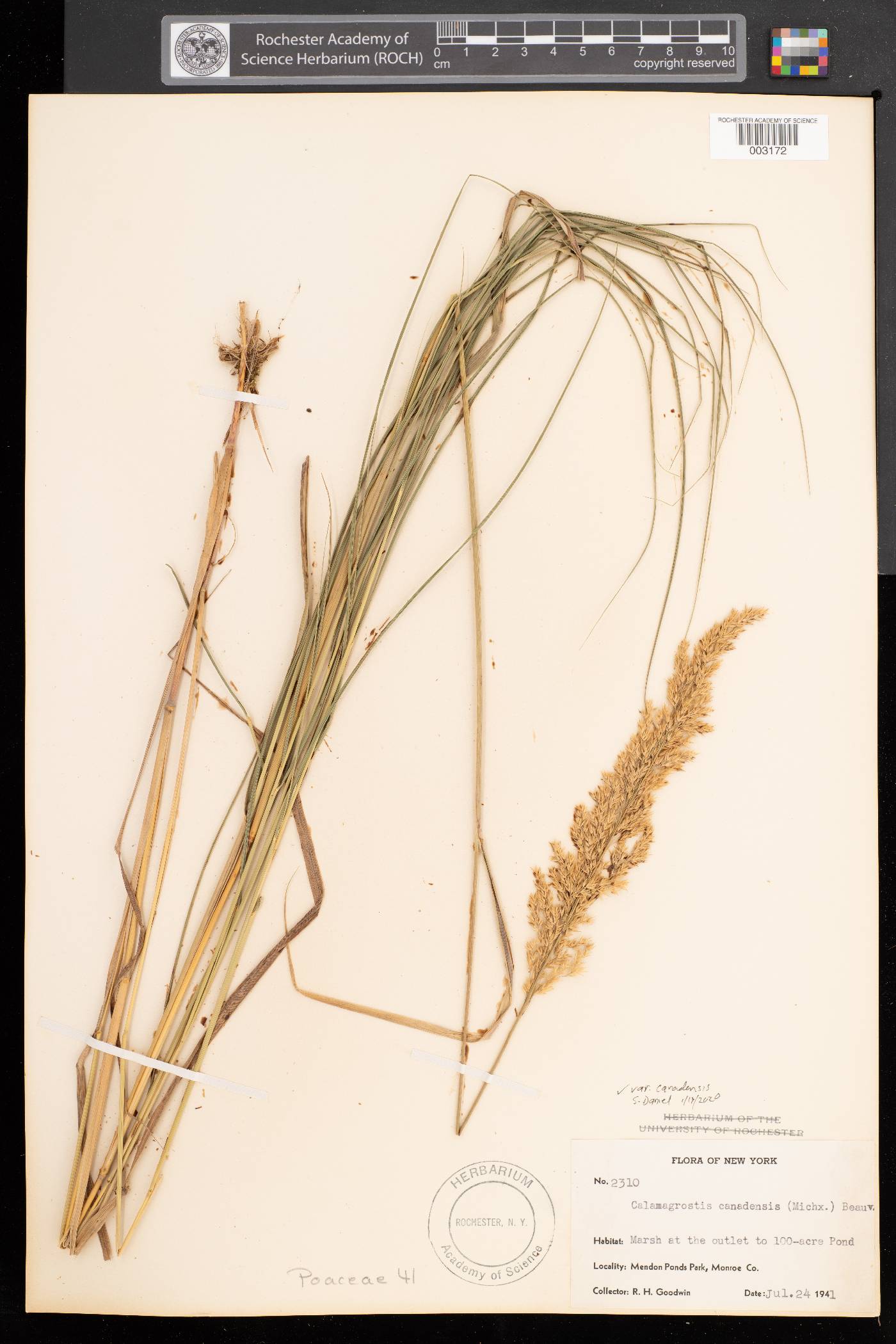 Calamagrostis canadensis var. canadensis image