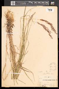 Calamagrostis canadensis var. canadensis image