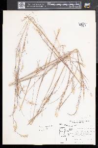 Schizachyrium scoparium var. scoparium image