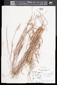 Schizachyrium scoparium var. scoparium image