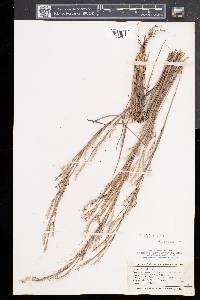 Schizachyrium scoparium var. scoparium image