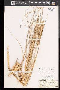 Calamagrostis breviligulata image