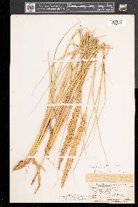 Calamagrostis breviligulata image