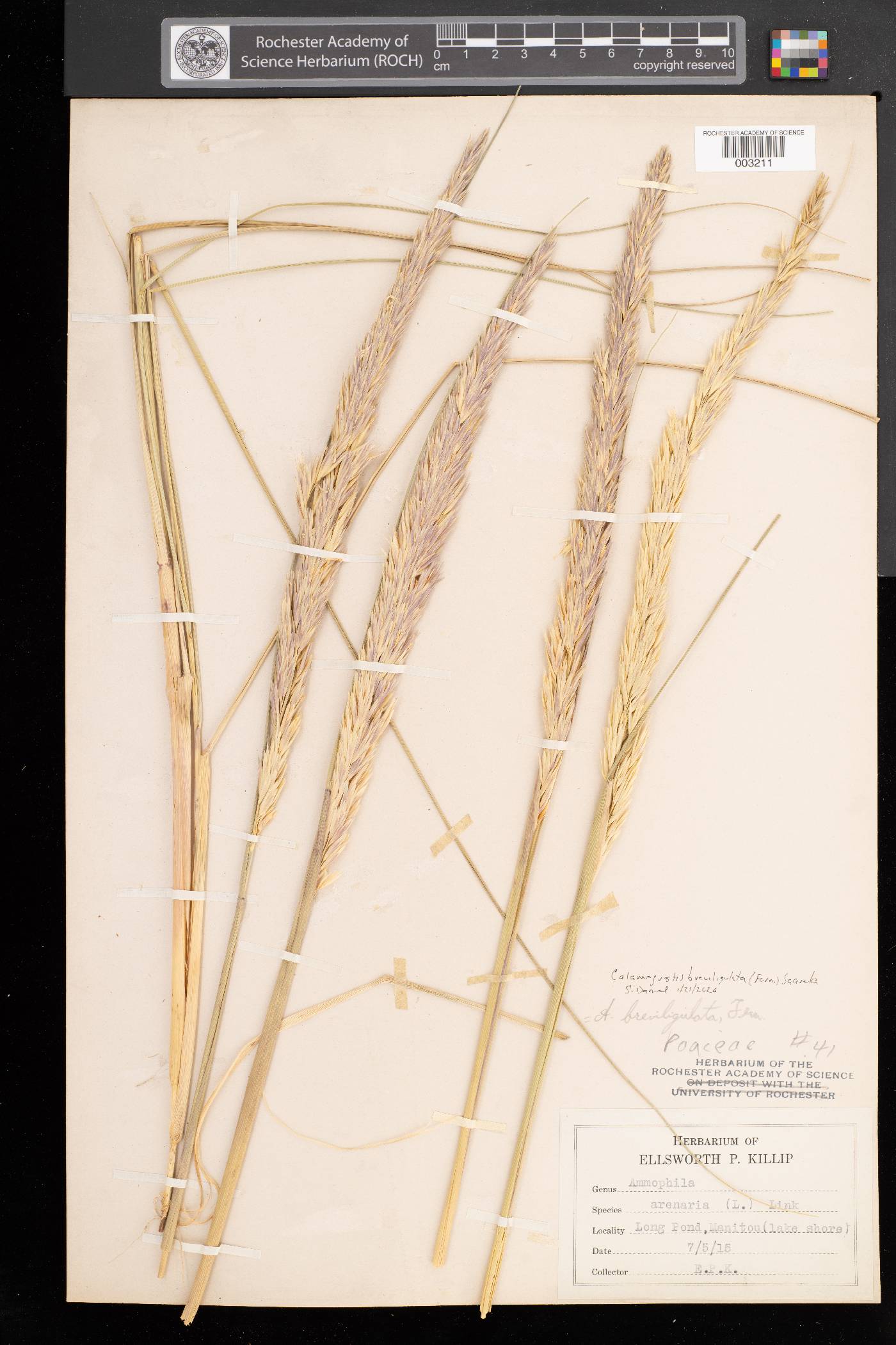 Calamagrostis breviligulata image