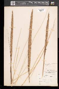 Calamagrostis breviligulata image