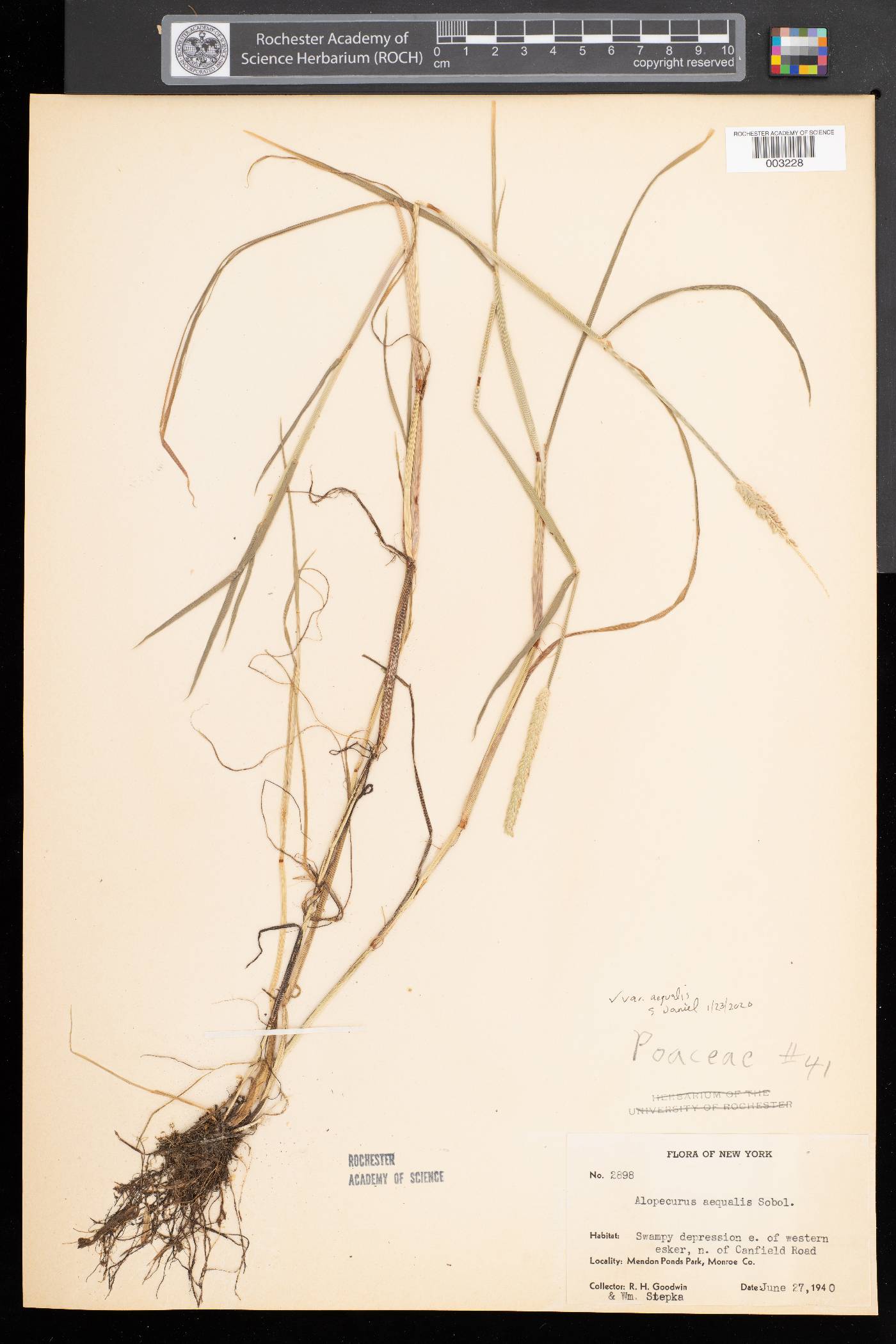 Alopecurus aequalis var. aequalis image