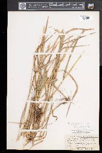 Elymus trachycaulus subsp. subsecundus image