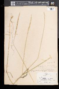 Elymus trachycaulus subsp. subsecundus image