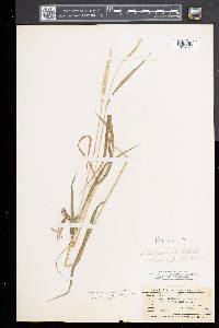 Elymus trachycaulus subsp. trachycaulus image