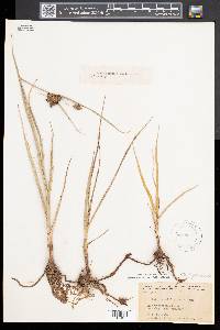 Bolboschoenus maritimus subsp. paludosus image