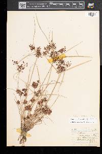 Cyperus diandrus image