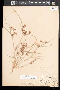 Cyperus diandrus image