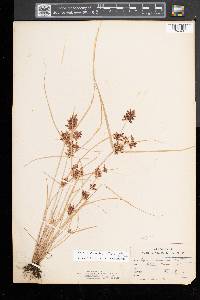 Cyperus diandrus image