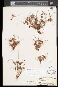 Cyperus squarrosus image