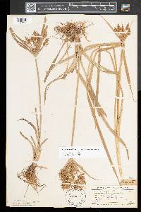 Cyperus esculentus var. leptostachyus image