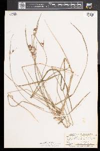 Scleria triglomerata image
