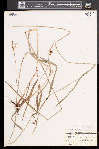 Scleria triglomerata image