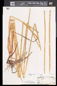 Eleocharis equisetoides image