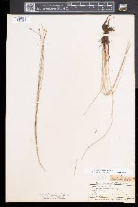 Eleocharis erythropoda image