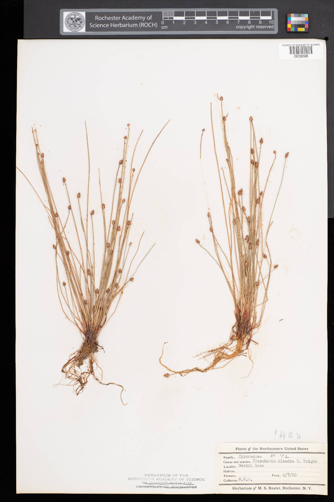 Eleocharis diandra image