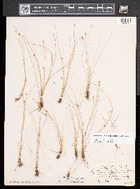 Eleocharis quinqueflora image