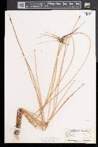 Eleocharis rostellata image