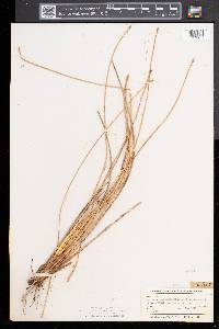 Eleocharis rostellata image