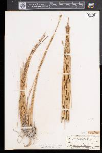 Eleocharis rostellata image