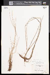 Eleocharis robbinsii image