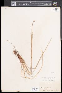 Eleocharis obtusa var. obtusa image
