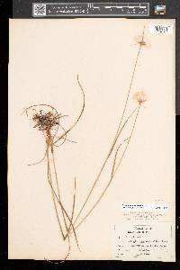 Eriophorum virginicum image
