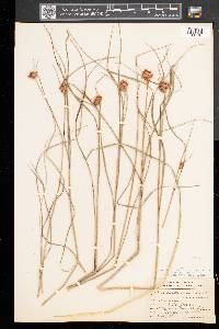 Eriophorum virginicum image