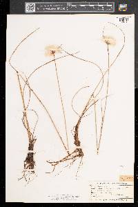 Eriophorum virginicum image