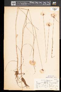 Eriophorum virginicum image