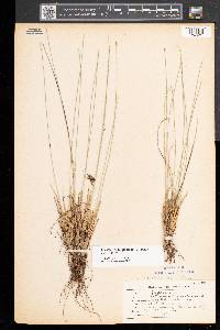 Trichophorum cespitosum image