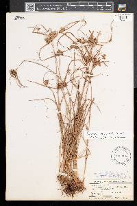 Cyperus × mesochorus image