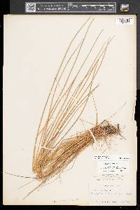 Juncus pylaei image