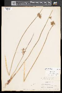 Juncus pylaei image