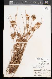 Juncus pylaei image