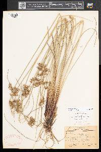 Juncus pylaei image